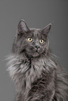 Maine Coon Portrait
