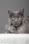 lying Maine Coon