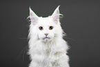 Maine Coon Portrait