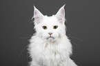 Maine Coon Portrait