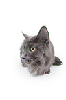 Maine Coon