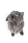 sitting Maine Coon