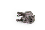 lying Maine Coon
