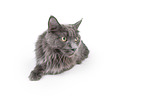 lying Maine Coon