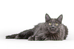 lying Maine Coon