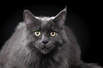Maine Coon Portrait