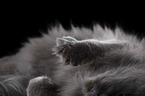 Maine Coon paws