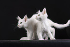 Maine Coon Kitten