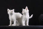 Maine Coon Kitten