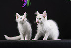 Maine Coon Kitten
