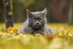 lying Maine Coon