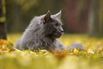 lying Maine Coon