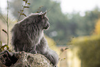 lying Maine Coon