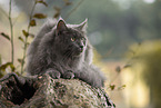lying Maine Coon