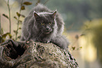 lying Maine Coon