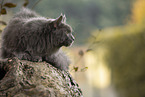 lying Maine Coon