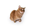 sitting Maine Coon