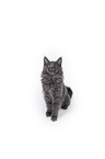 Maine Coon Kitten
