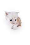 Maine Coon Kitten