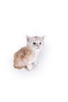 Maine Coon Kitten