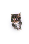 Maine Coon Kitten
