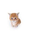 Maine Coon Kitten