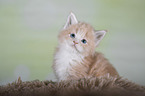 Maine Coon Kitten