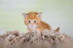Maine Coon Kitten