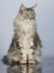 sitting Maine Coon