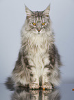 sitting Maine Coon