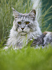 lying Maine Coon