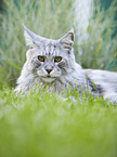 lying Maine Coon