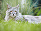 lying Maine Coon