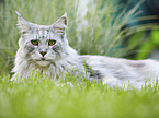 lying Maine Coon