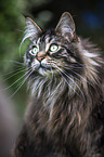 Maine Coon portrait