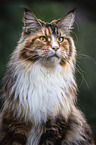 Maine Coon portrait