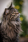Maine Coon portrait