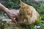 human with Maine Coon