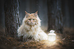 Maine Coon in the forest