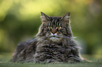lying Maine Coon