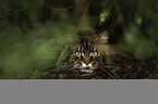 Maine Coon portrait