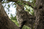 Maine Coon on a tree