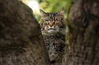 Maine Coon portrait