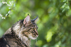 Maine Coon