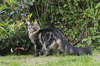 Maine Coon
