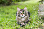 Maine Coon