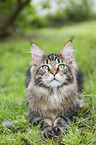 Maine Coon