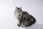 sitting Maine Coon