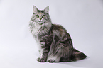 sitting Maine Coon