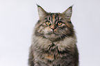 young Maine Coon